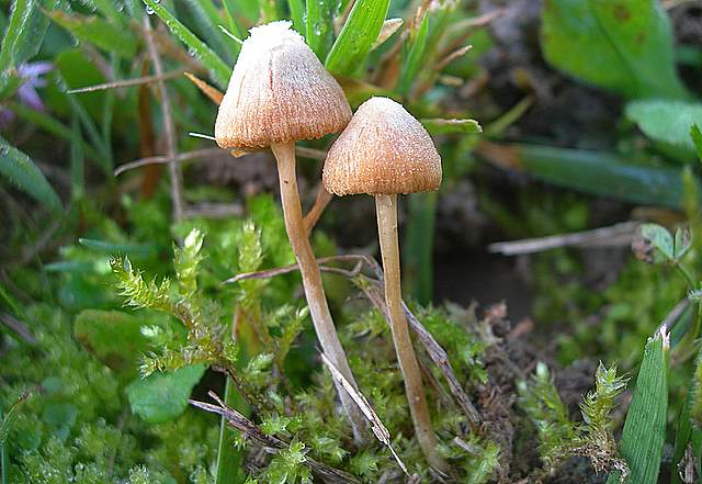 Le Galerine del bosco alluvionale